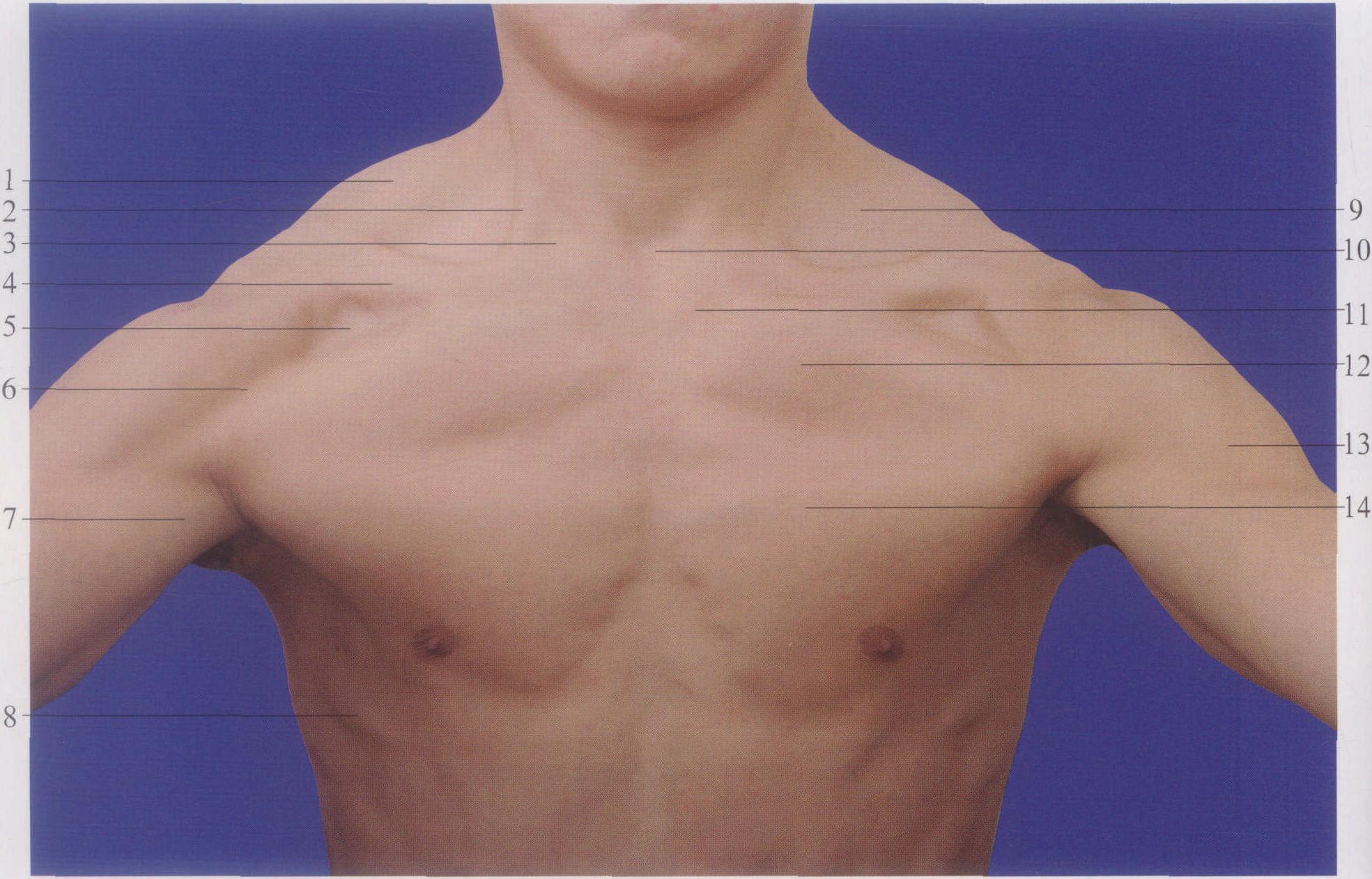 一、胸肩前部体表标志